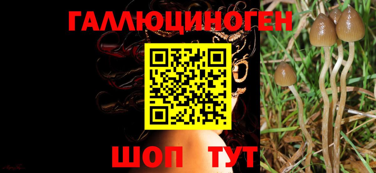Псилоцибиновые грибы мухоморы Усолье-Сибирское